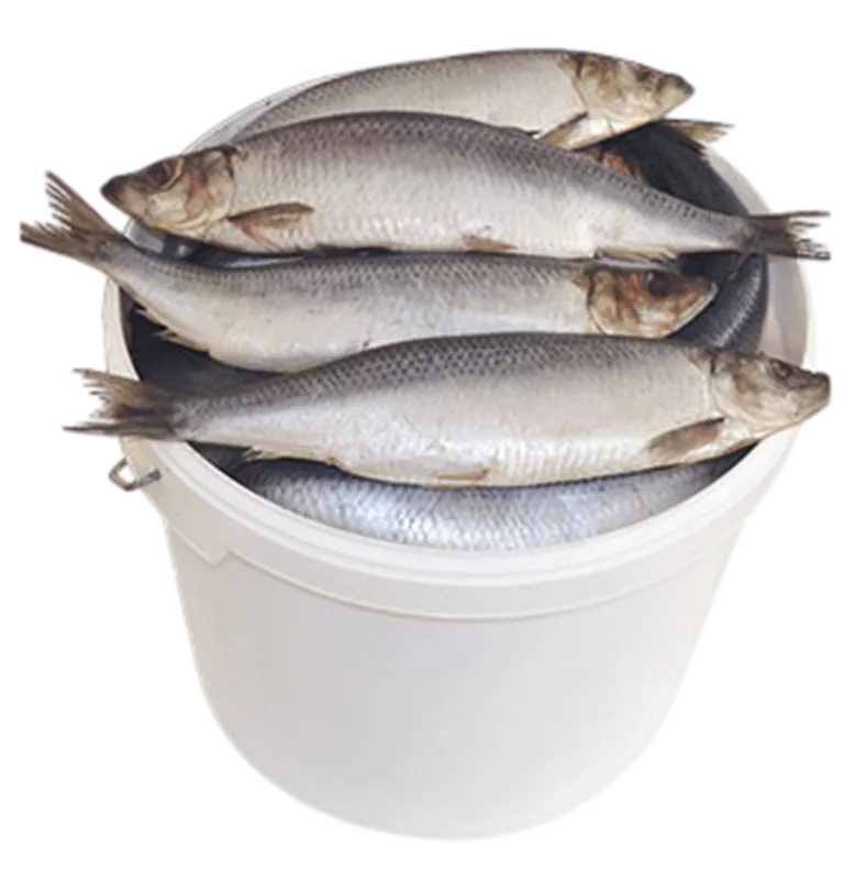 HERRING MALOSOL SALTED 400+ BY PAIL 24PC GOLD STAR N210502 H