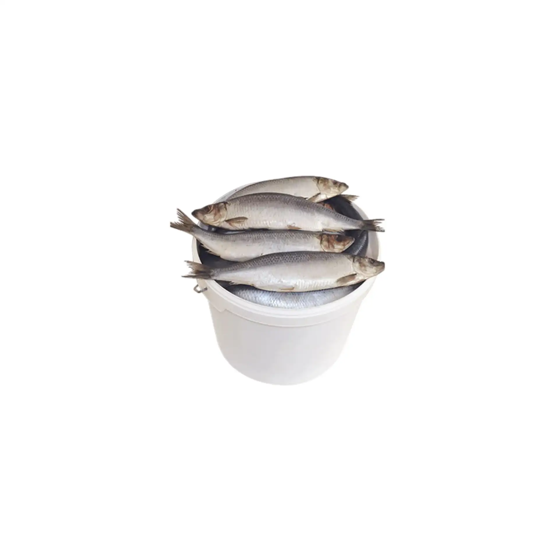 HERRING MALOSOL SALTED 400+ BY PAIL 24PC GOLD STAR N210502 H